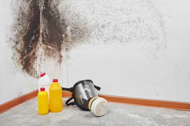 Best Mold Remediation for Specific Building Types in Fairview, OK