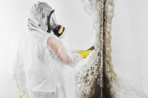Best Emergency Mold Remediation in Fairview, OK