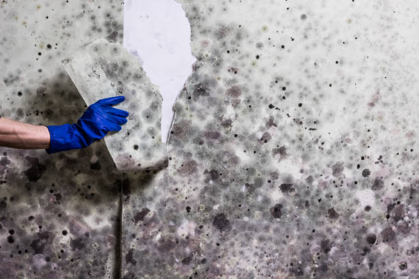 Best Attic Mold Remediation in Fairview, OK